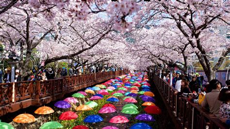 do cherry blossoms grow in korea